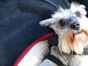 Keep Your Pets Safe in the Car | Sea View Jeep