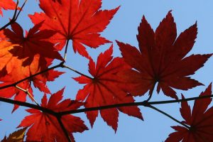 Fall Leaves in Ocean Township, NJ