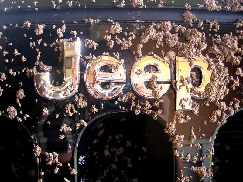 Close up of Jeep logo with mud on it